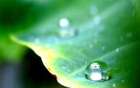 Круглая капля на листе