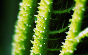 Стебли с колючками