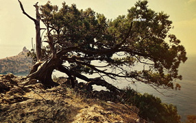 Дерево на вершине горы