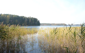 Поросшая болотистая местность