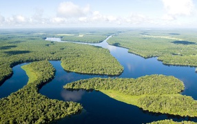 Густые леса на реке Амазонка