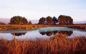 Красная трава на берегу озера