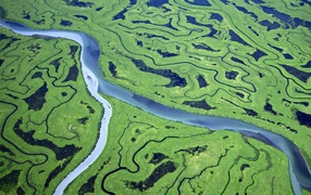 Река и болота в лесу с высоты