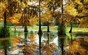 Разлившаяся река подтопила деревья