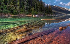 Стволы деревьев на дне прозрачной реки в горах