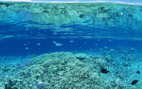 	   Clear water on a coral reef