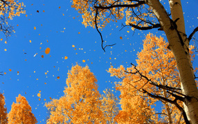 Осенний листопад на синем небе