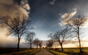 Голые деревья вдоль дороги