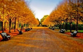 Черные скамьи на усыпанной желтыми листьями аллее