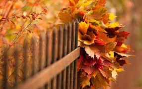 Букет осенних листьев в заборе
