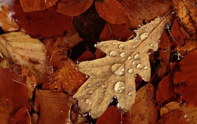 Капли воды на сухом дубовом листе