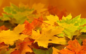 Опавшие желтые листья