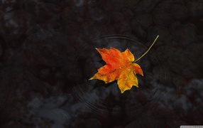 Кленовый листик в прозрачной луже