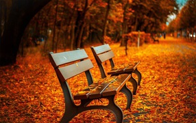 Парковая скамья усыпанная осенними листьями