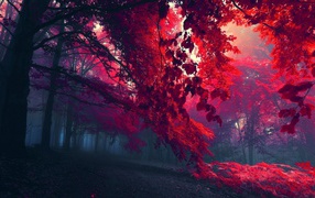 Красная осенняя листва на деревьях