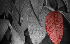 Красный лист среди серых