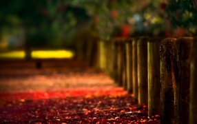 Красная листва на аллее вдоль деревянного забора