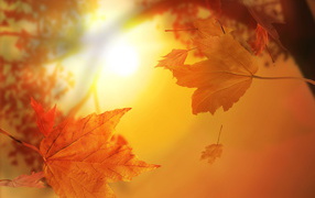 Солнечная золотая осень