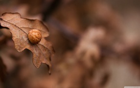 Нарост на коричневом листе