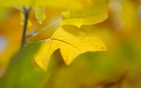 Желто зеленые листья ранней осенью