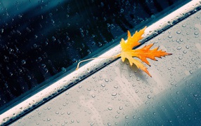 Желтый листик на окне во время дождя
