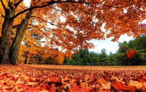 Желтые листья укрыли землю ровным слоем