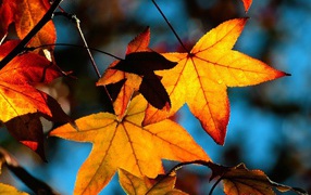 Желтые листья на дереве