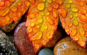 Желтые листья на мокрых камнях