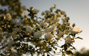 Цветы яблони под весенним солнцем