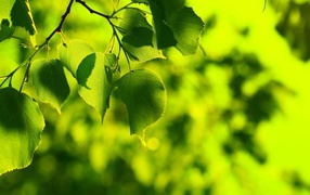 Весенние листья березы