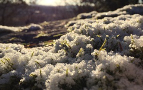 Весенние ростки пробиваются сквозь снег