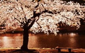 Скамейка под цветущим деревом