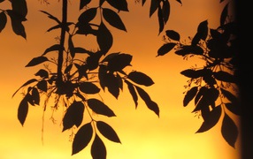 Листья на фоне оранжевого неба