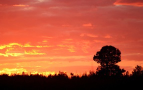 Силуэт дерева на красном фоне заката