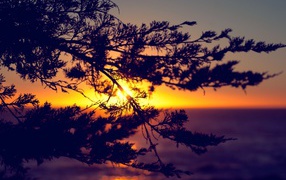 Закат сквозь ветки дерева