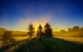 Сияние солнца за деревьями