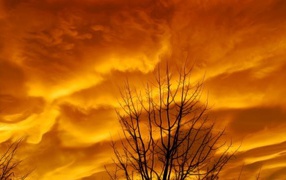 Голые ветви дерева на фоне оранжевых облаков заката