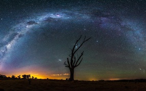 Сухое дерево на фоне Млечного пути