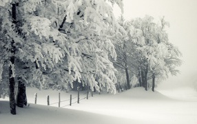 Хлопья снега покрыли каждую веточку