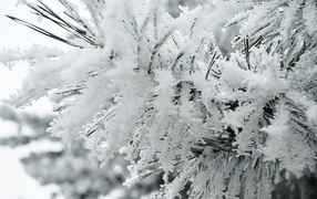 Пушистый иней на ветке