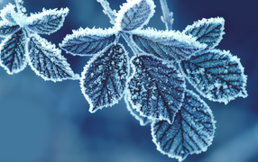 Иней покрыл листья дереве