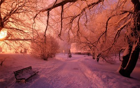 Розовый снег в зимнем парке