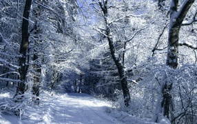 Заснеженная дорога среди леса