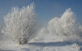 Тропа животных среди зимних деревьев