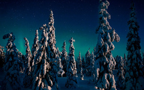 Деревья облепленные снегом