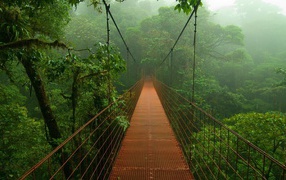 Bridge in the forests of the Amazon