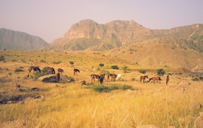 Табун лошадей в горах в Иране