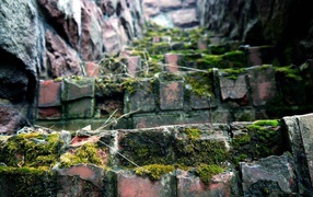 Поросшие мхом ступени