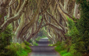 Таинственный лес, Северная Ирландия