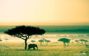 Слон под деревом, Африка